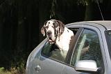 VOITURE - CAR 135